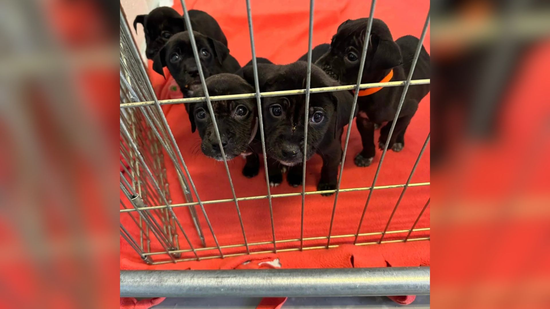 black puppies in crate