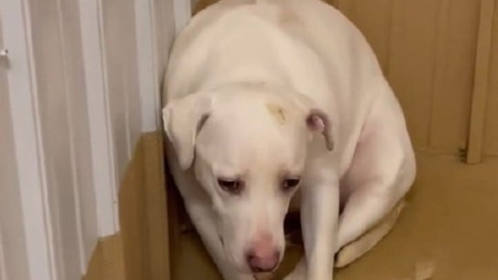 sad white dog
