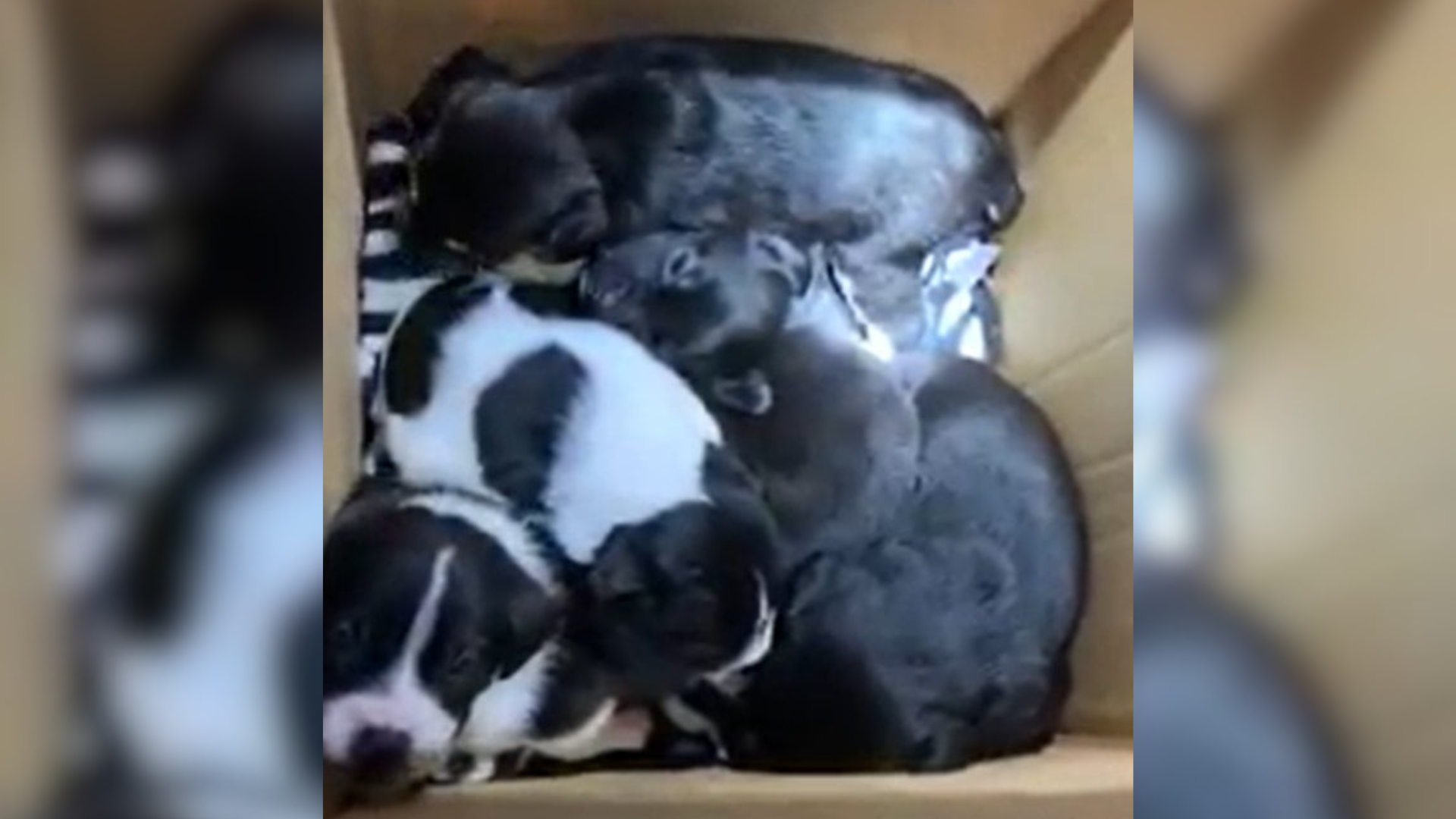 box of puppies