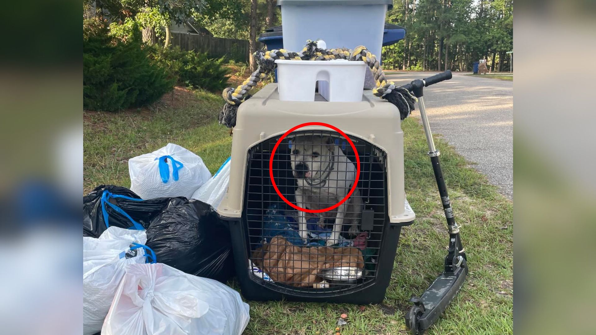 abandoned dog in crate