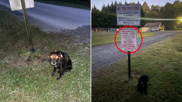 tied dog to a sign