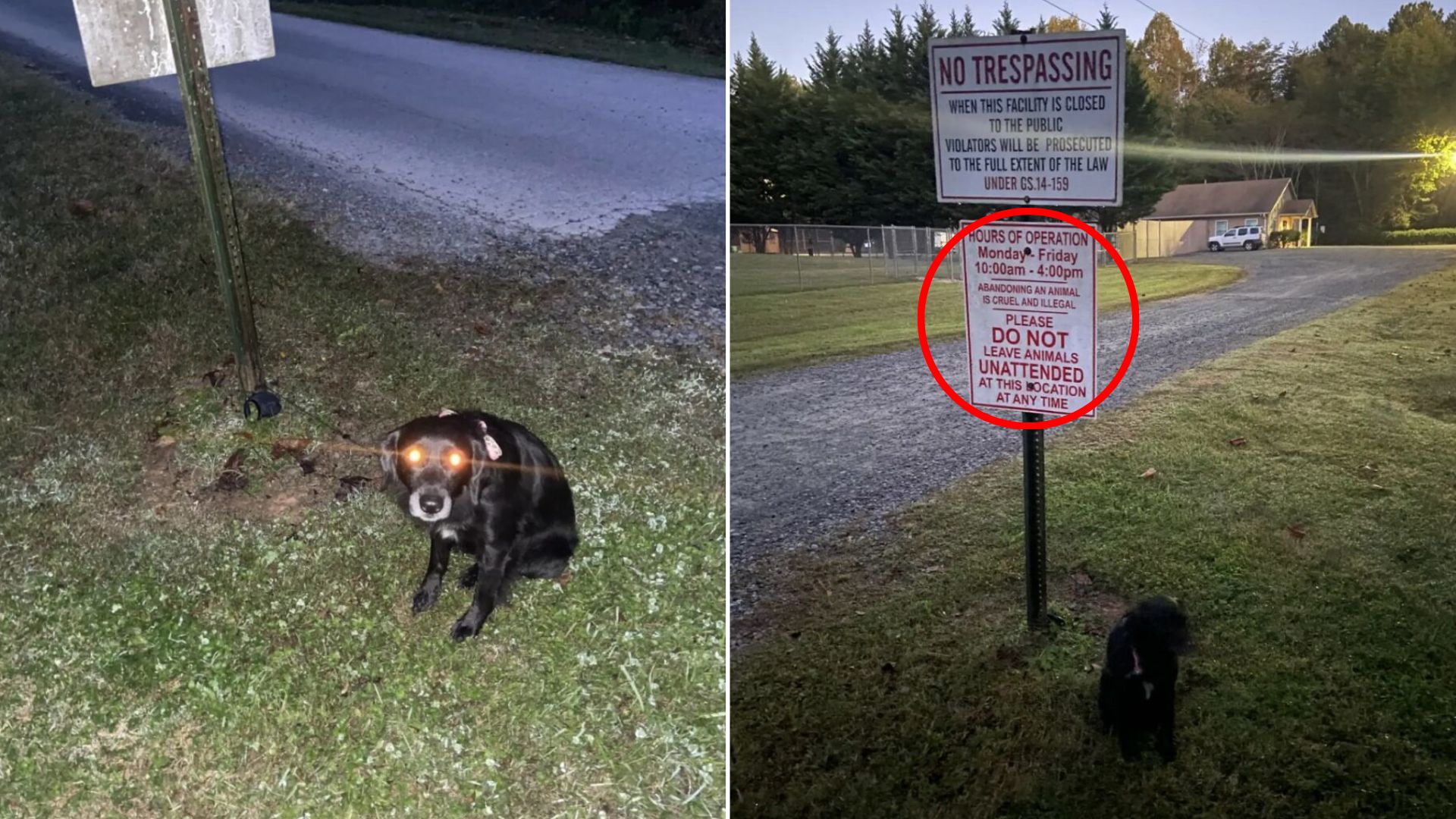 tied dog to a sign