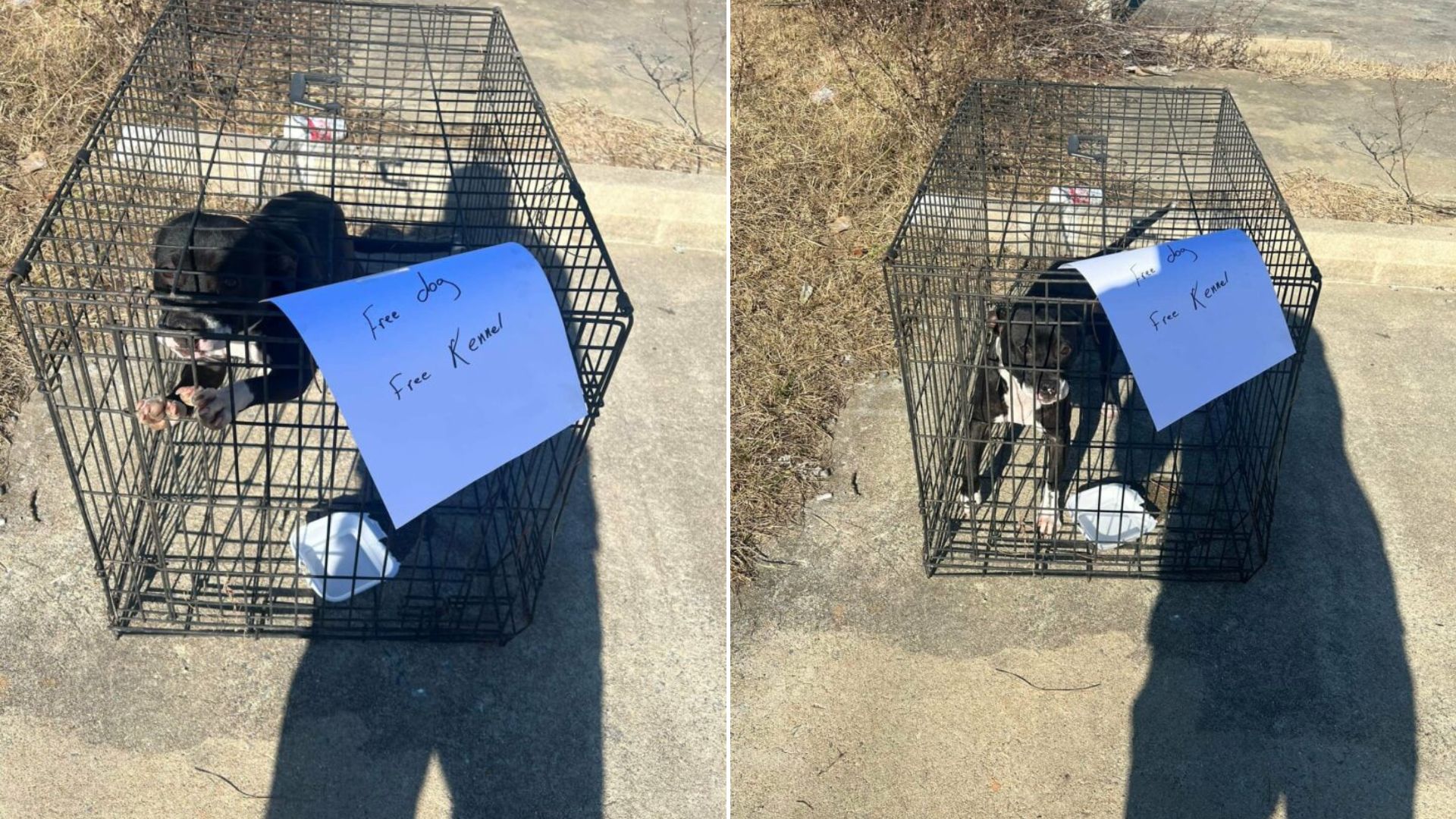 puppy with note