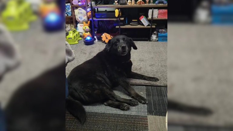 large black dog