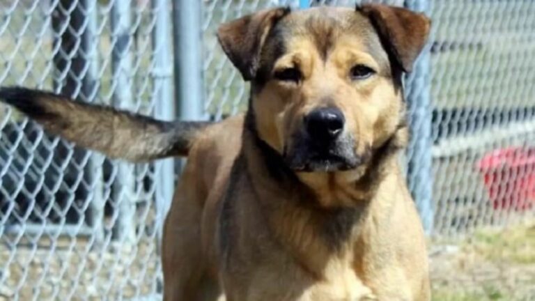senior dog in shelter
