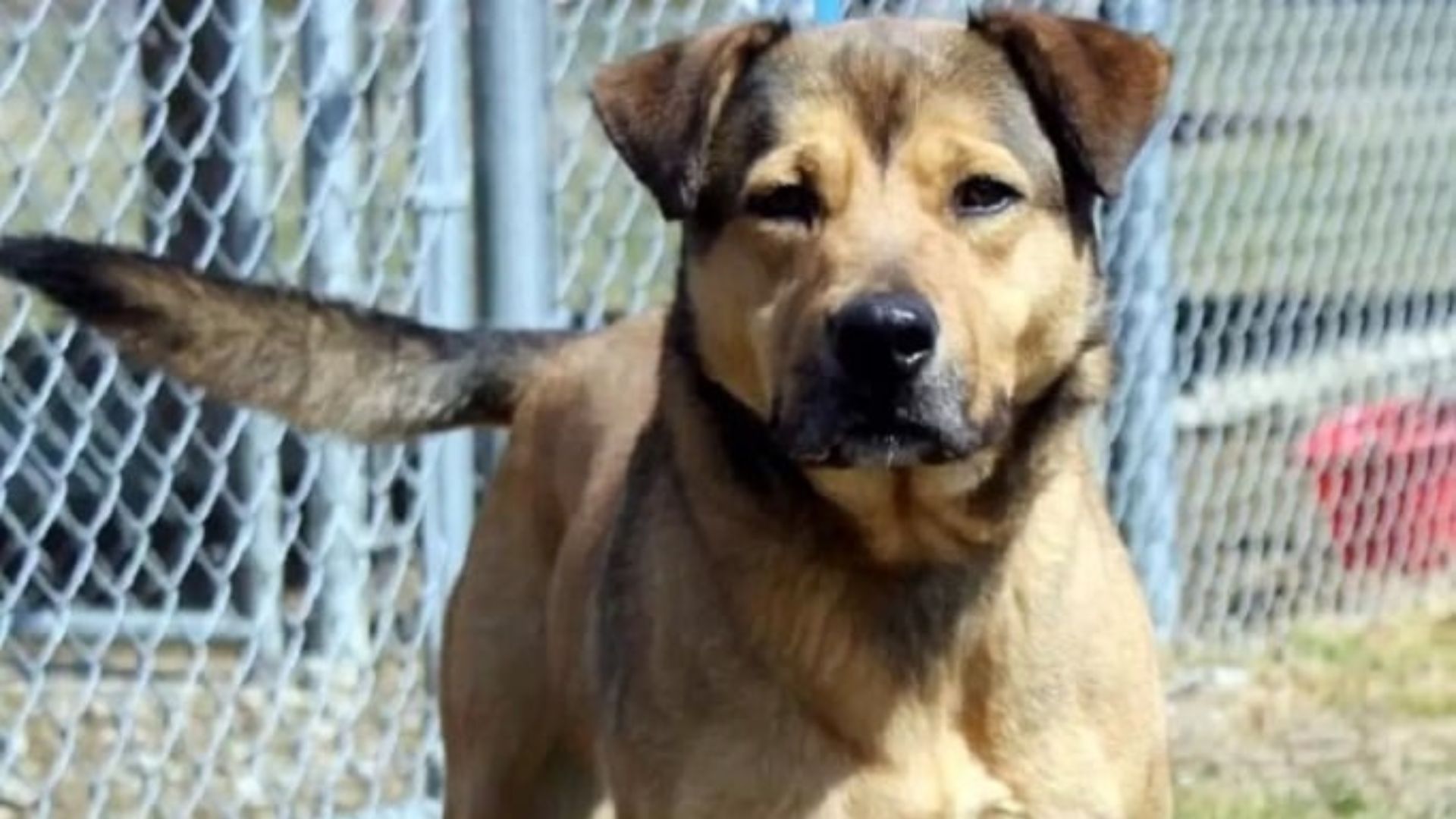 senior dog in shelter