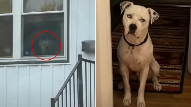 dog peeking trough window