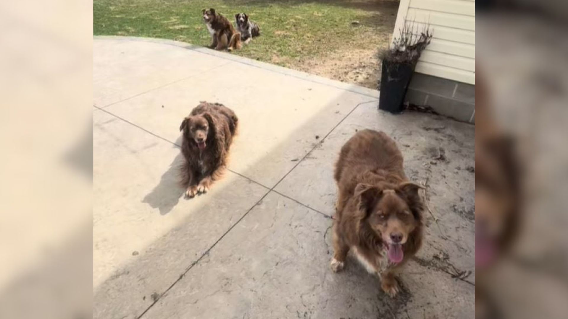 two dogs on porch