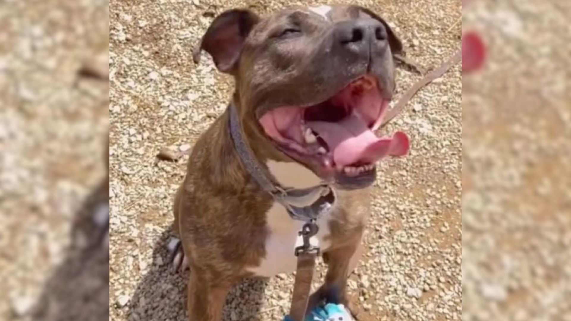 happy dog
