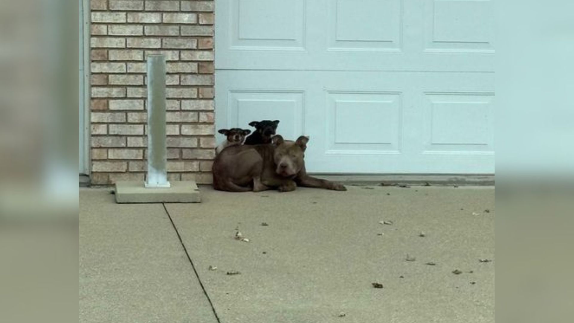 mother dog and newborns on street