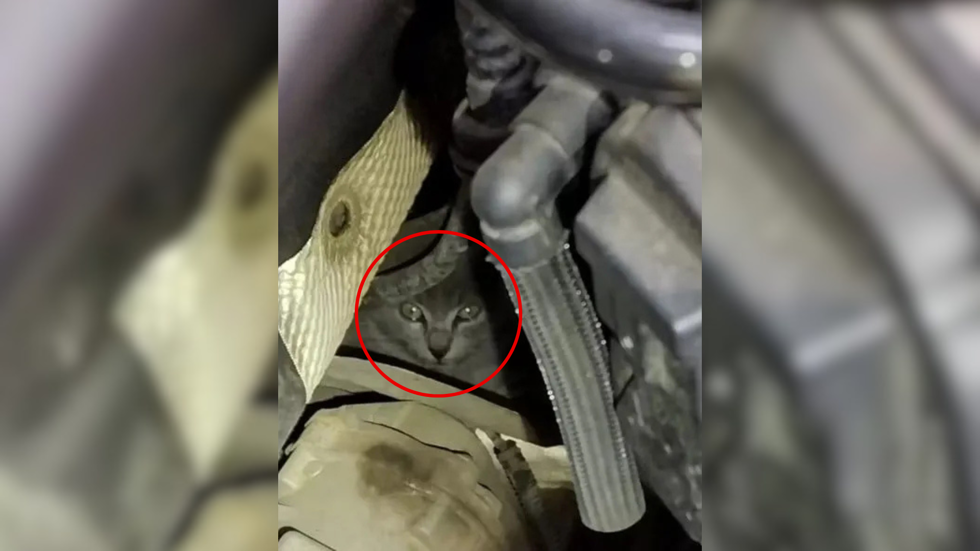 cat stuck under car hood
