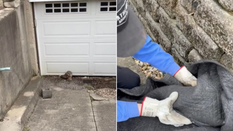 stranded owl rescue