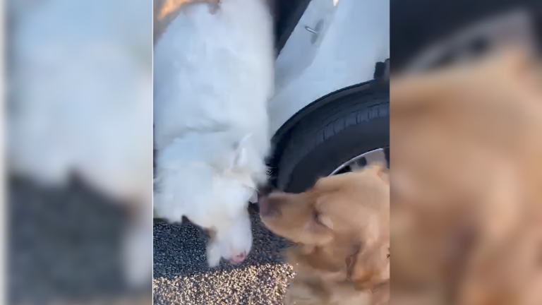 two dogs bopping noses