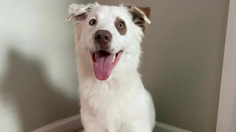sweet happy dog