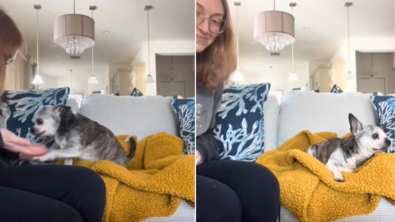 dog on couch