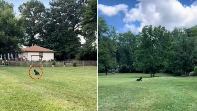 Ohio Shelter Dog Runs Free For One Unforgettable Day After Life Starts To Feel Heavy