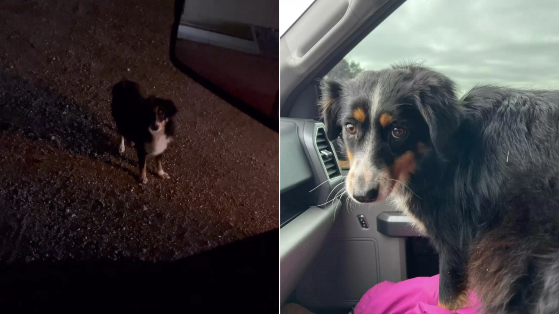 dog in car