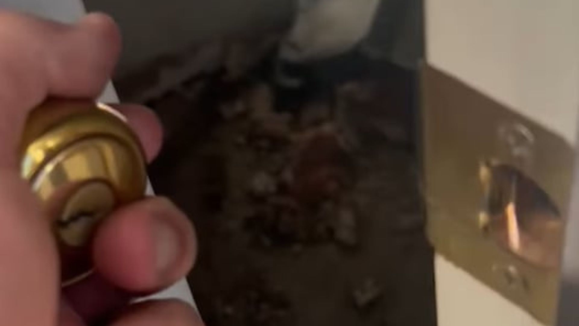 trapped animal in house