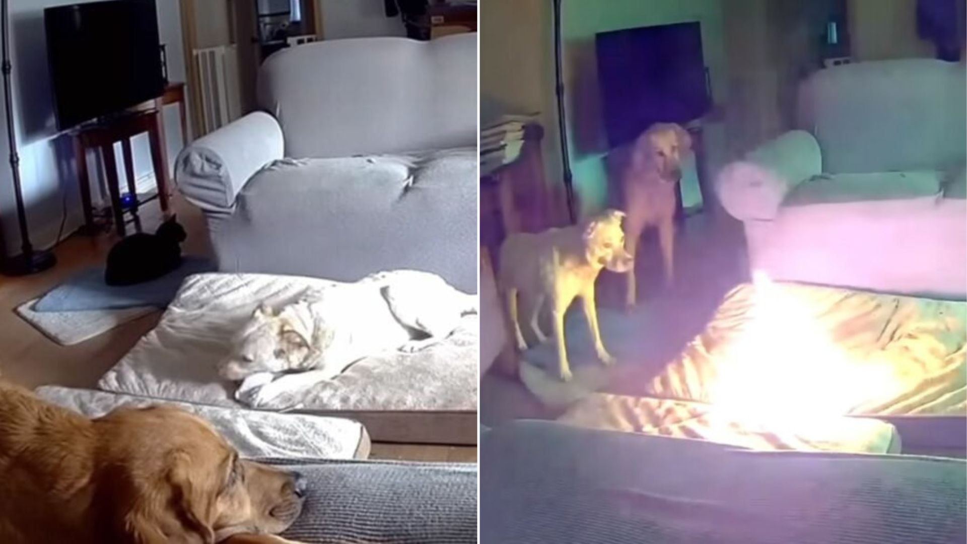 two dogs in house