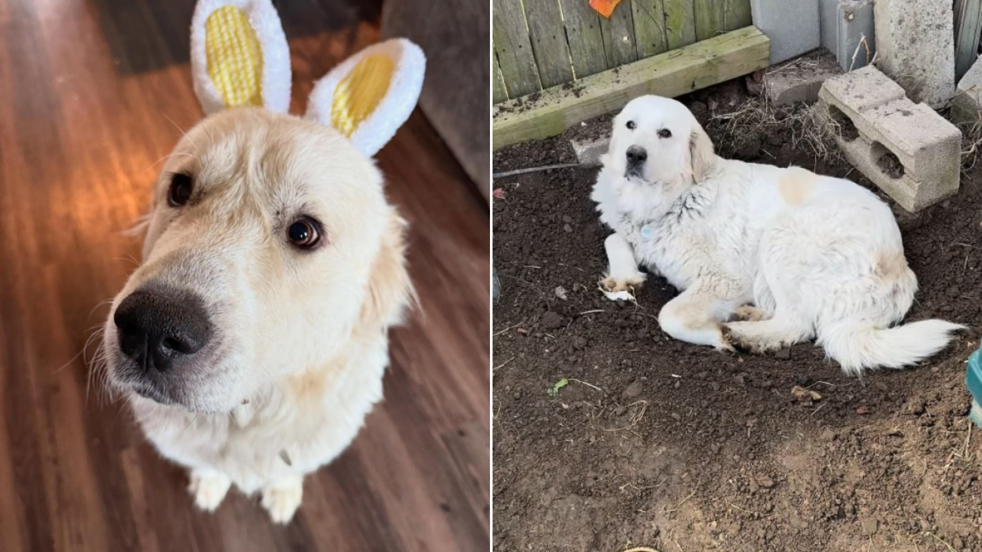 dog inside house and outdoors