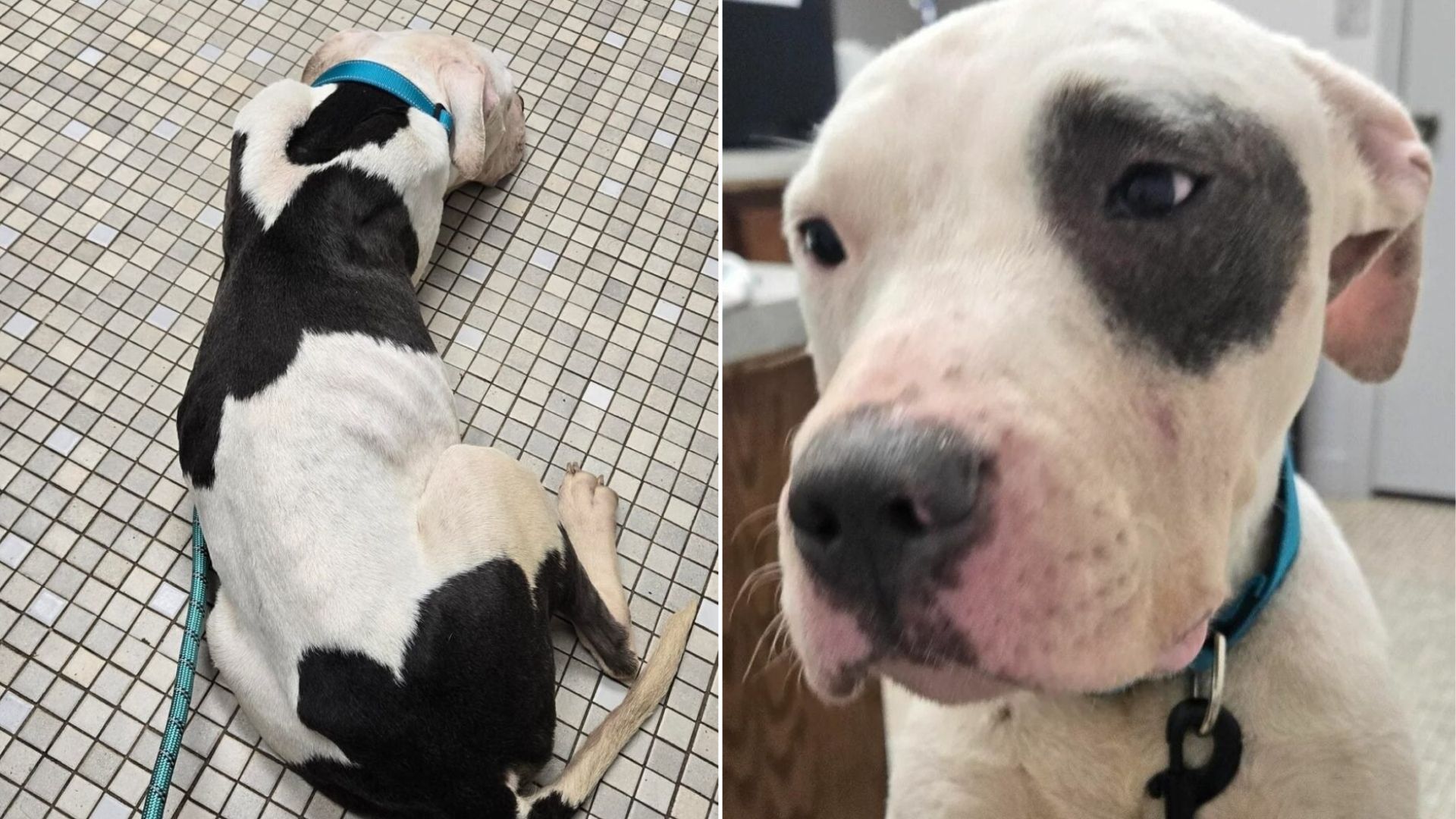 sweet pit bull