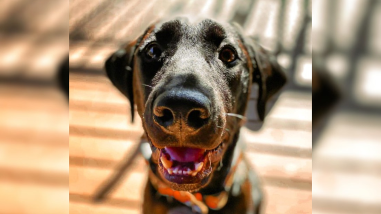 smiling dog