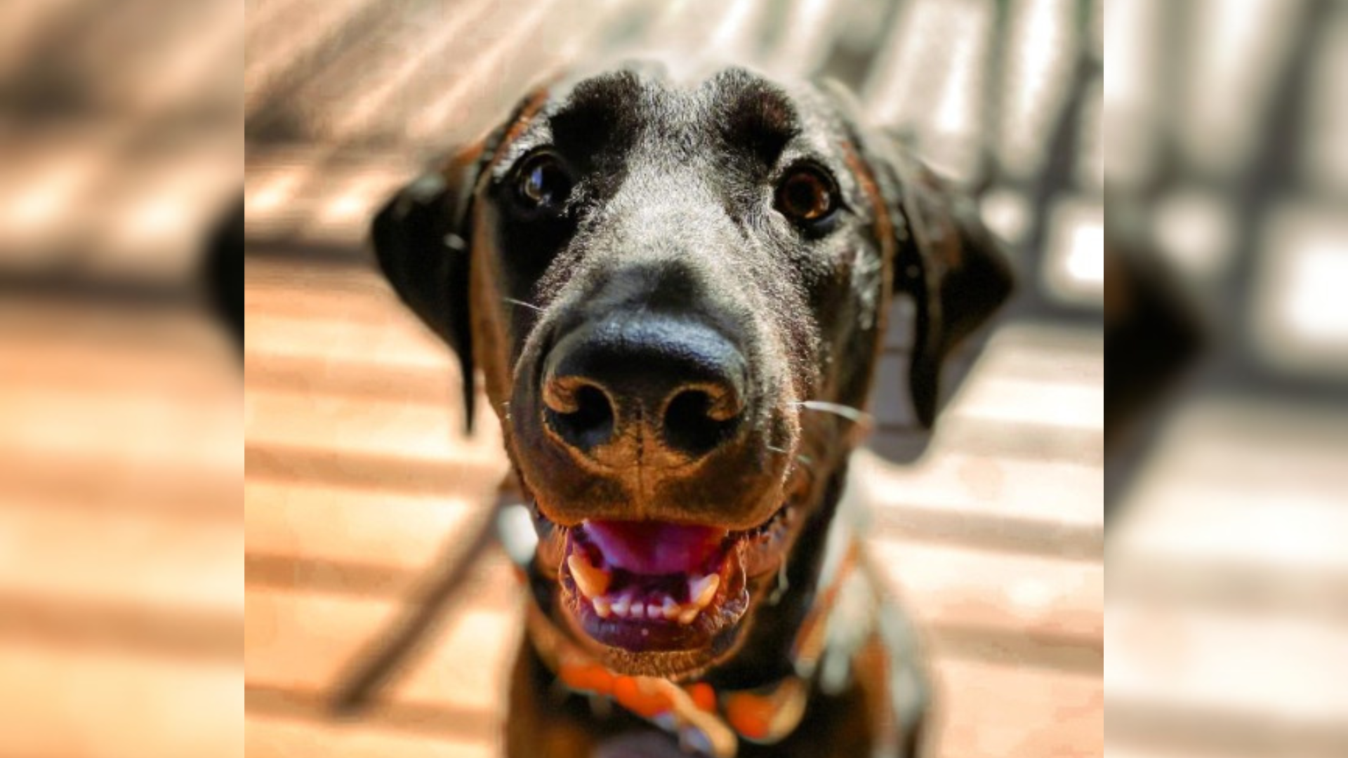 smiling dog