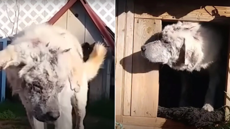dog in a doghouse