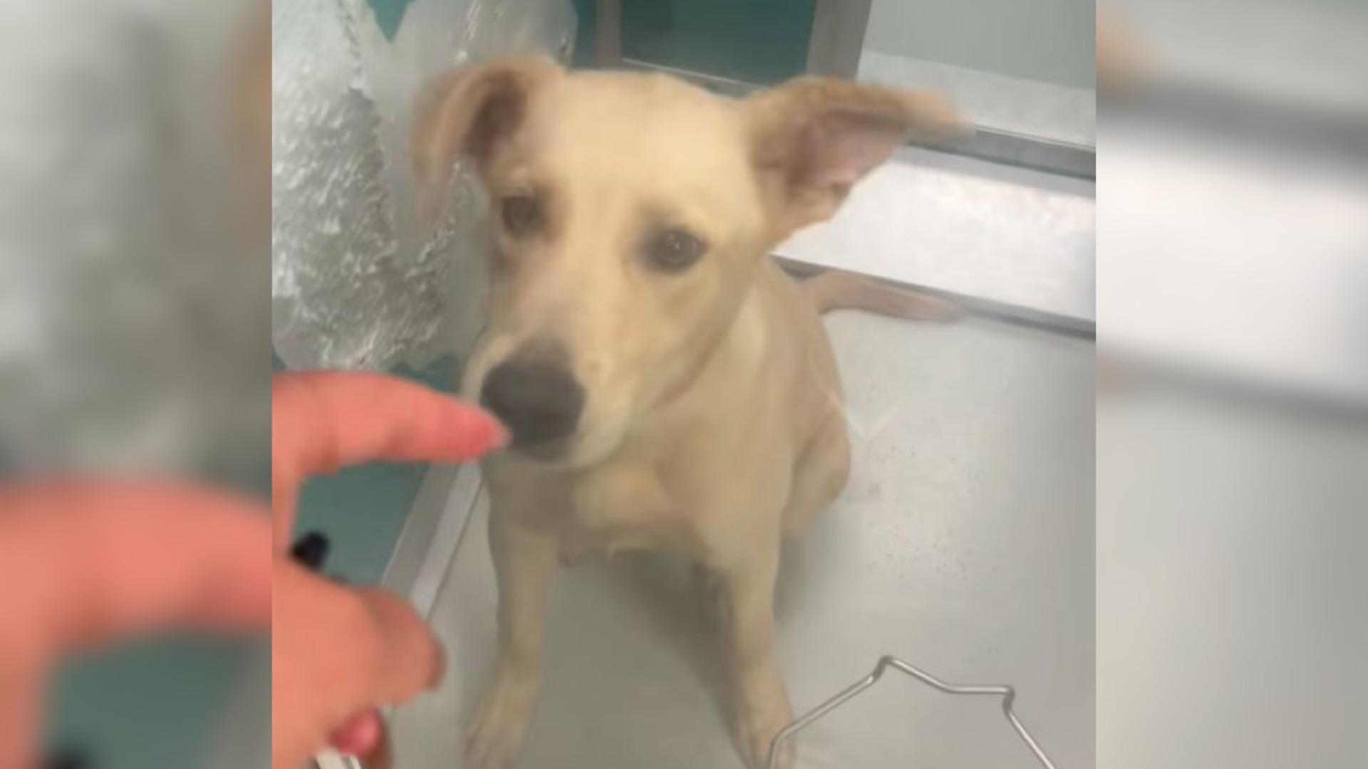 dog sniffing person's hand
