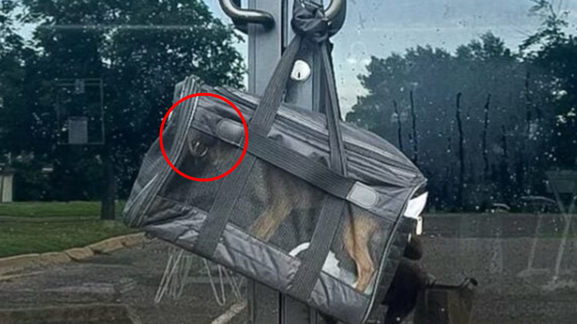 dog in bag on door