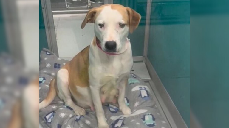 dog in kennel