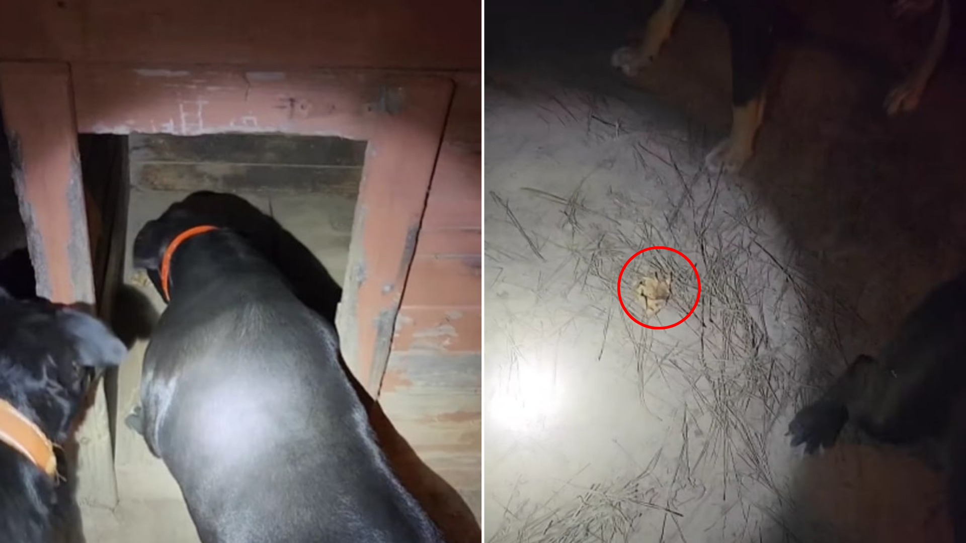 dog investigating