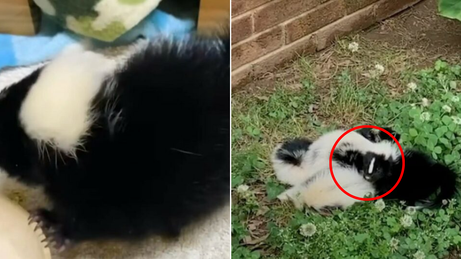 baby skunks on a pile