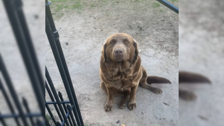 brown dog sitting in yard