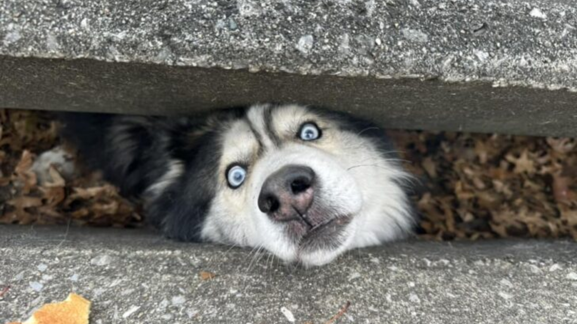 dog peeking between concrete