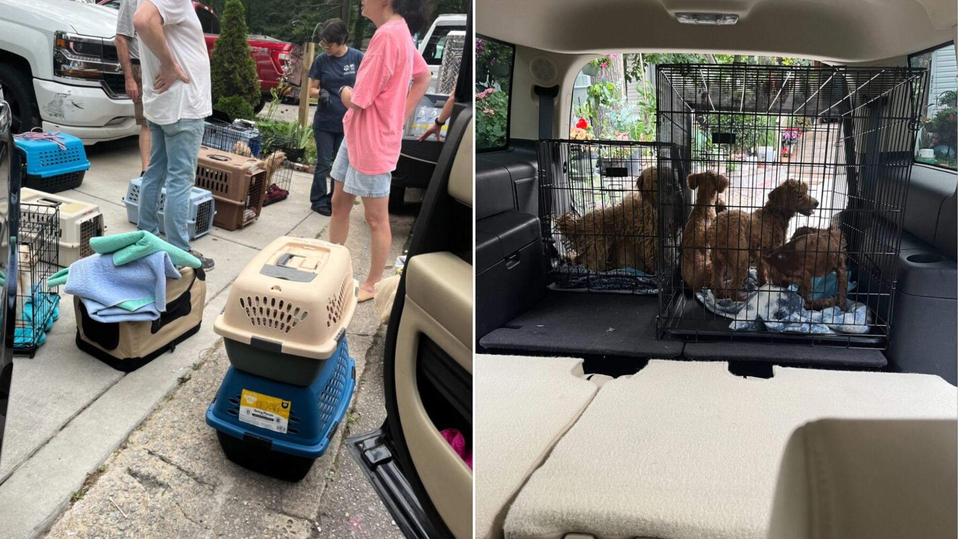 dogs in carriers