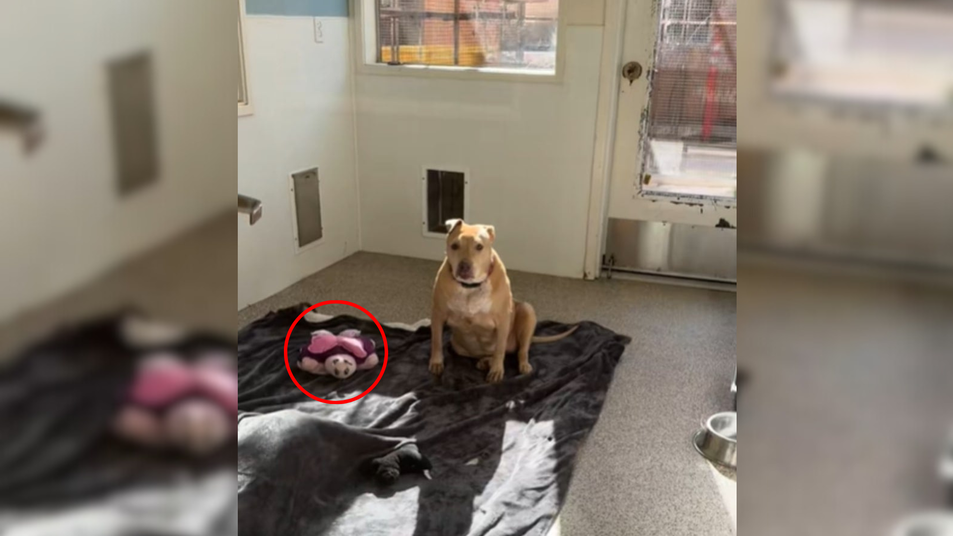 dog with pink toy