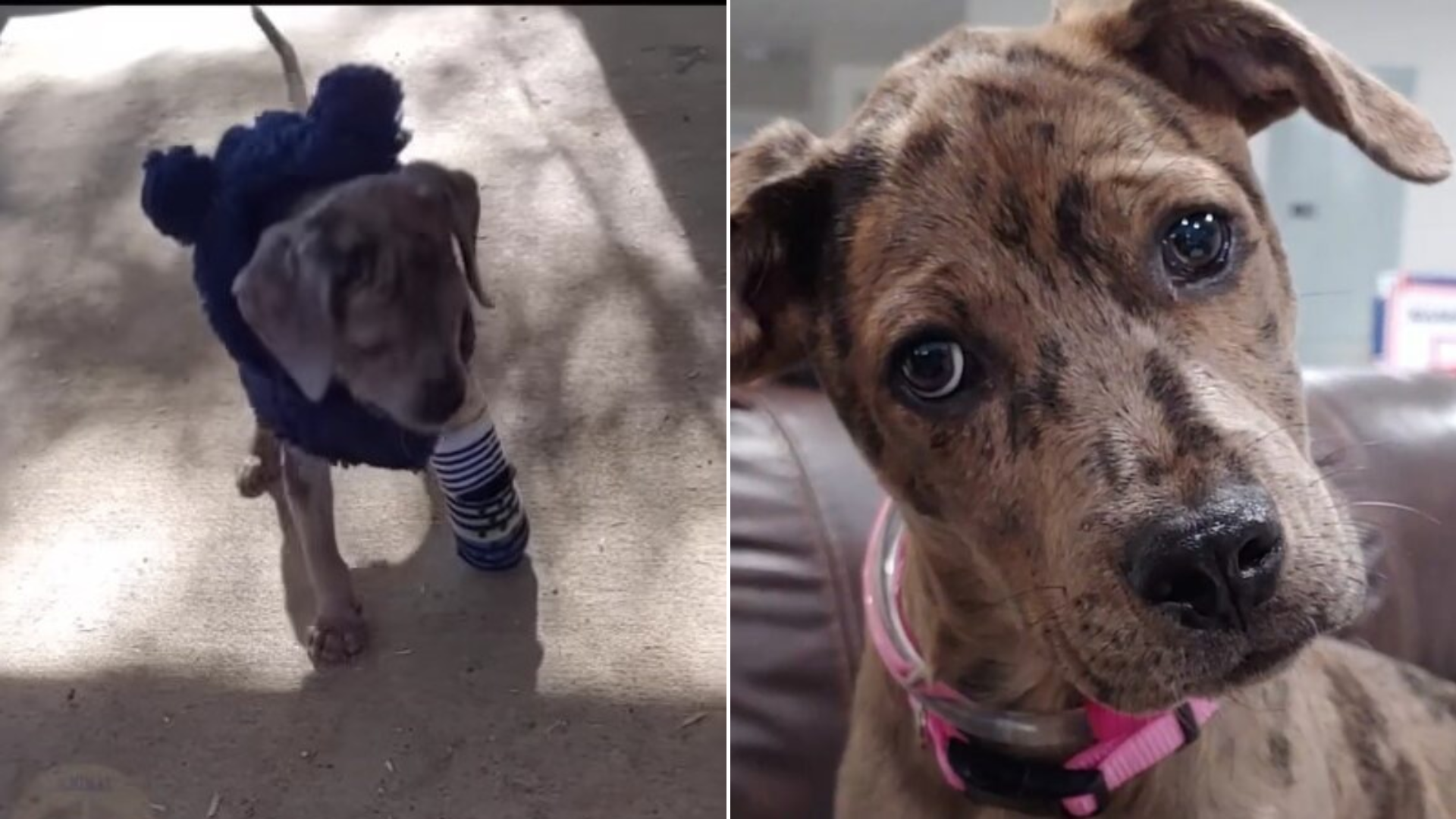 sick puppy healed