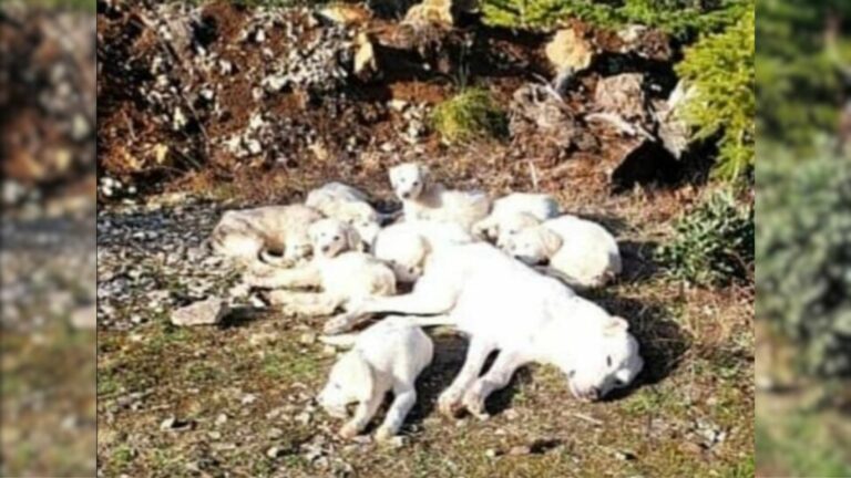 mother dog and puppies
