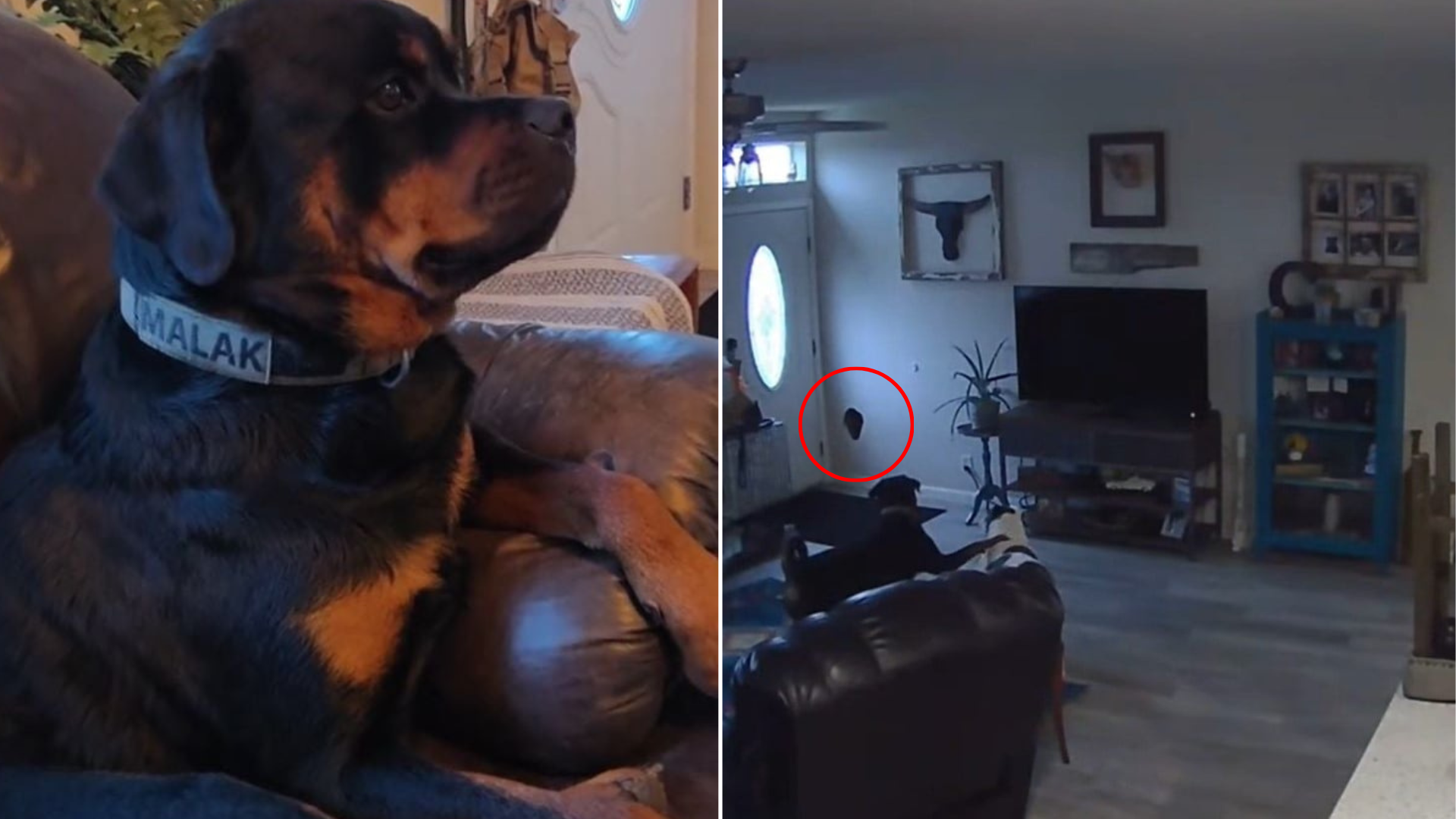 dog made a hole in the wall
