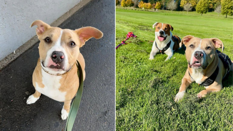 dogs in park