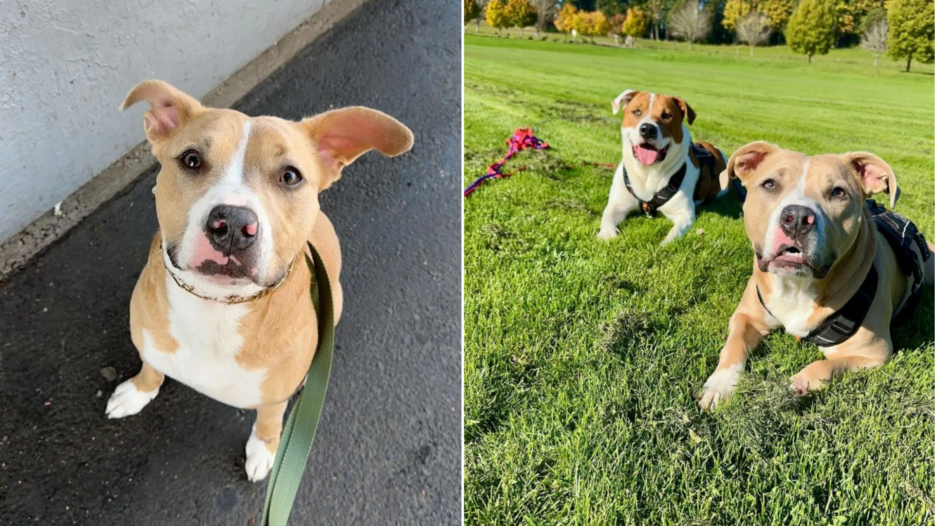 dogs in park