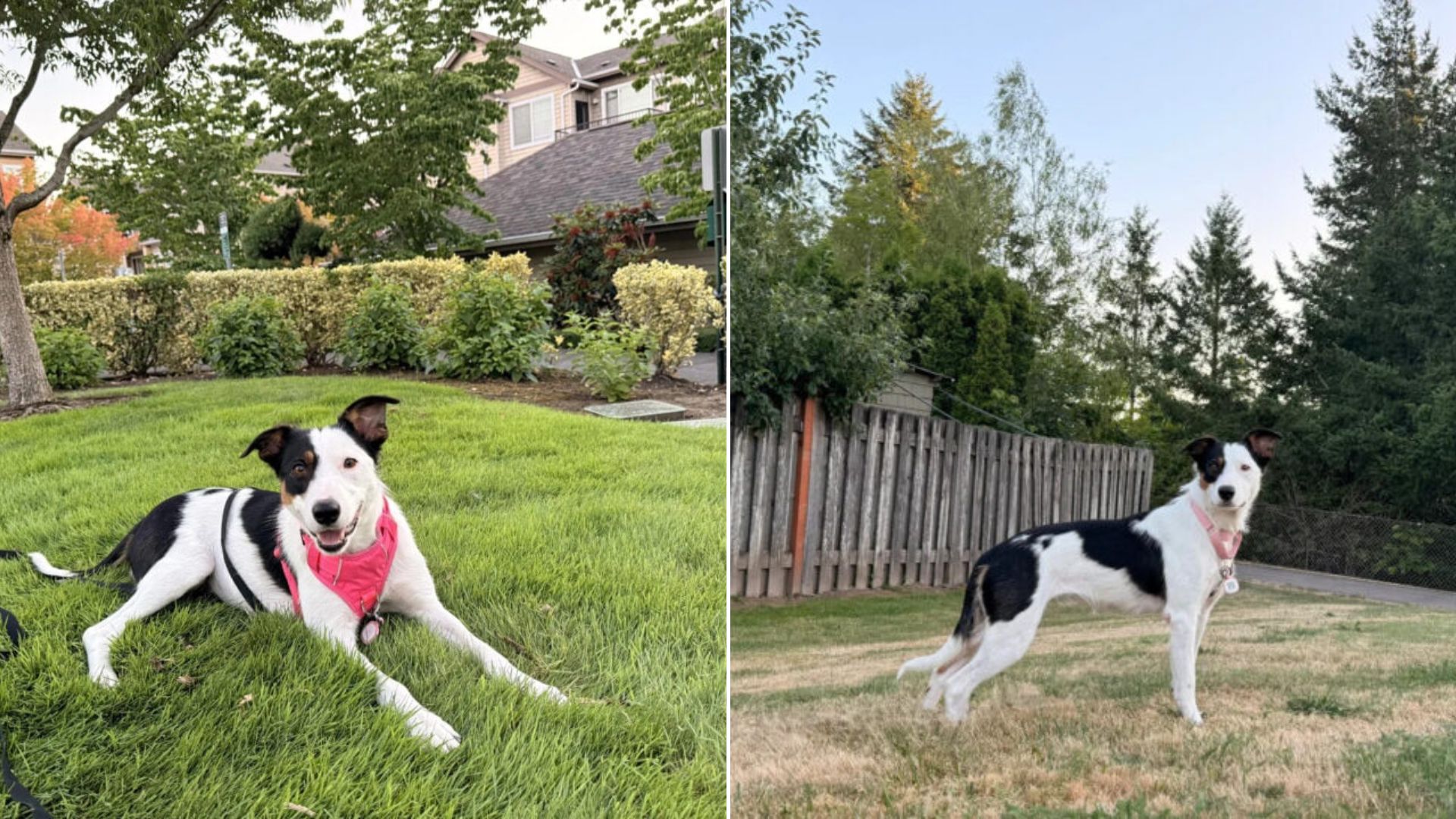 very cute dog in garden