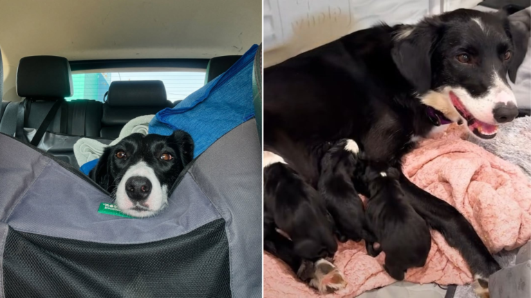 mother dog with puppies