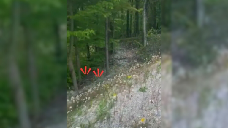 sounds from the forest