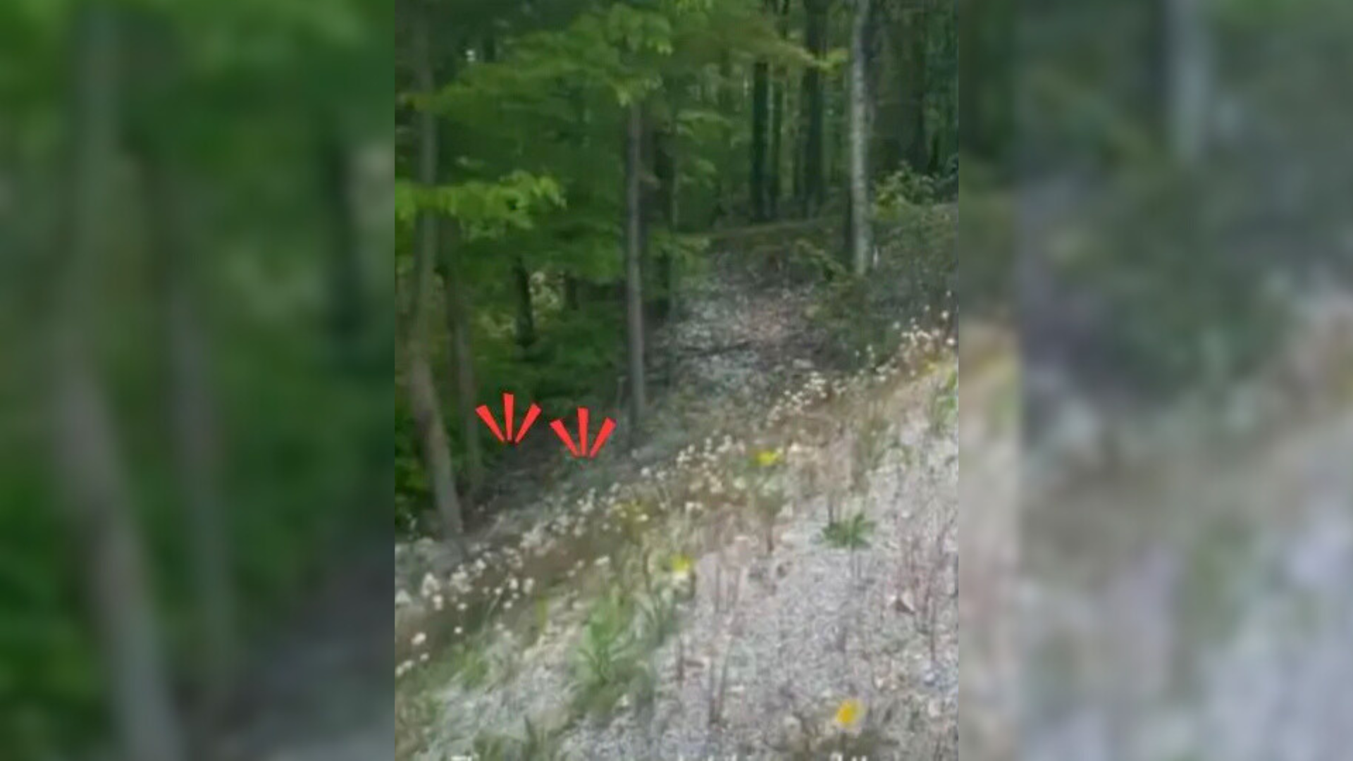 sounds from the forest