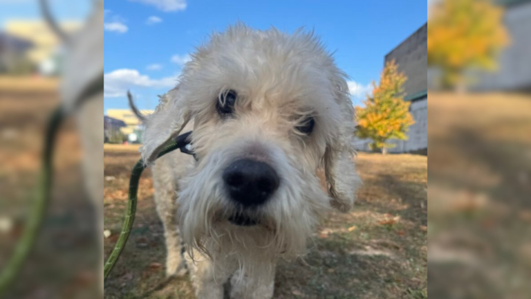 fluffy dog