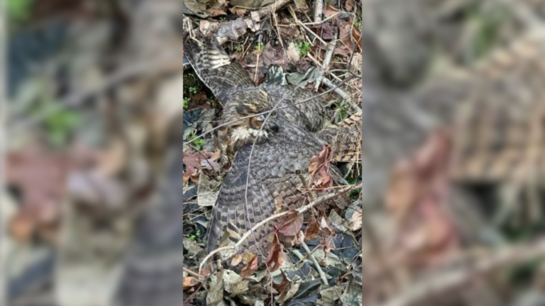 owl tangled in leaves