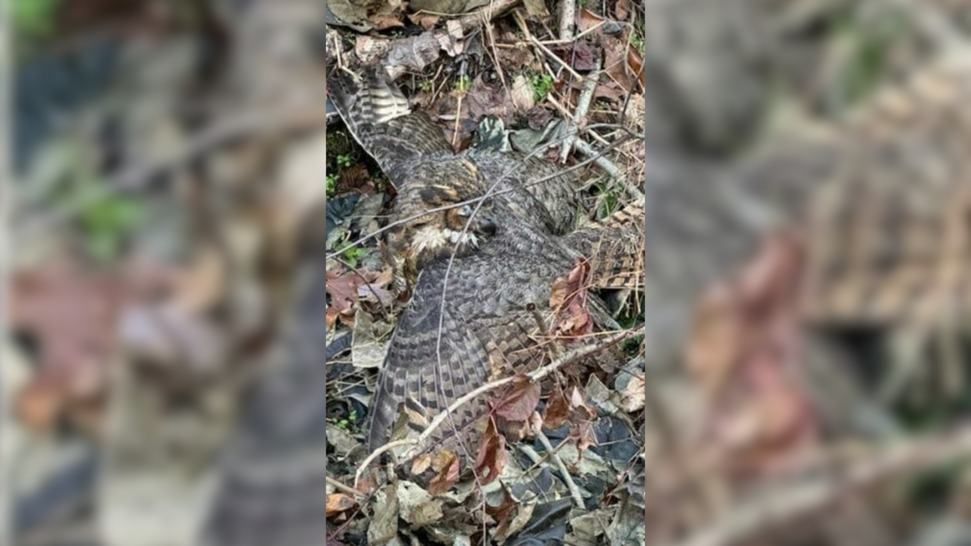 owl tangled in leaves