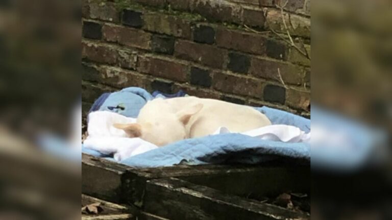 white dog laying down